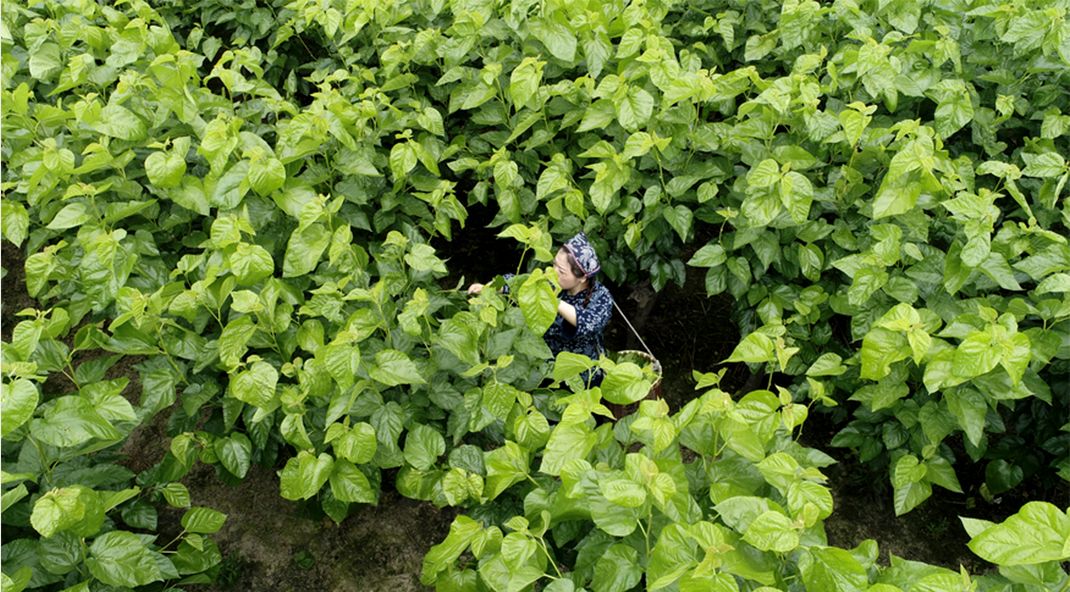 棉花被好还是蚕丝被好,棉花被和棉花被哪个好