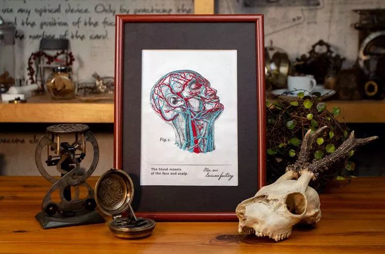 我就不信，只有我一个人想试试人体解剖丨好物推荐