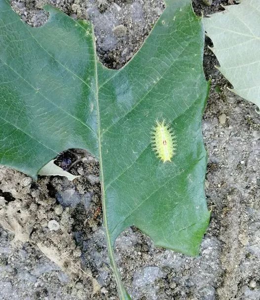 灭它！啃食叶片，蜇人还巨疼~