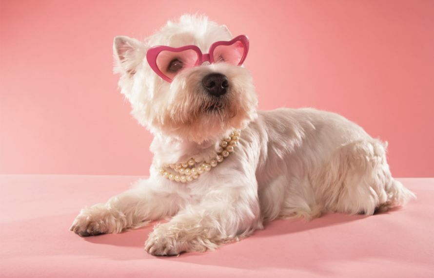 对于宠物死亡最美好的诠释,宠物的生命一样值得好好对待