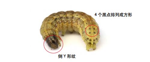 草地贪夜蛾识别与应急防治技术挂图
