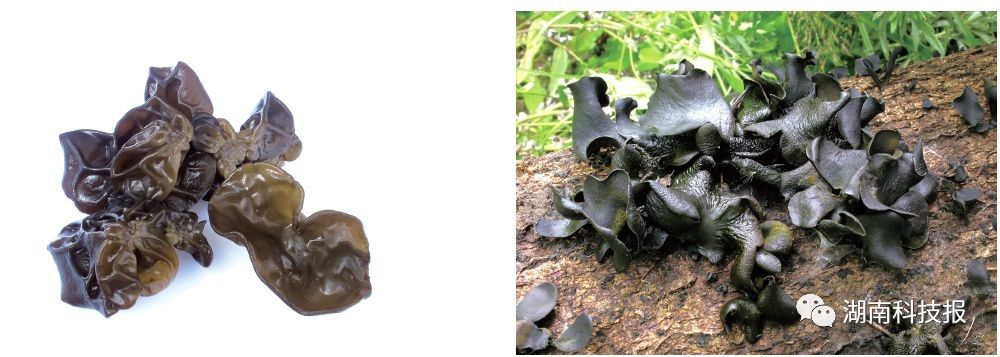 误食毒蘑菇的症状,误食毒蘑菇临床表现