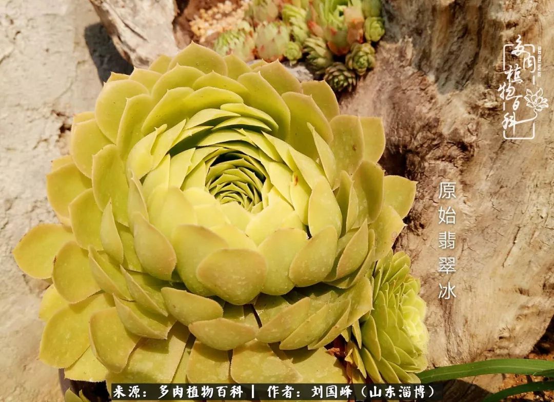 高温天气怎么养护多肉花,新手夏天养多肉5个保命秘籍