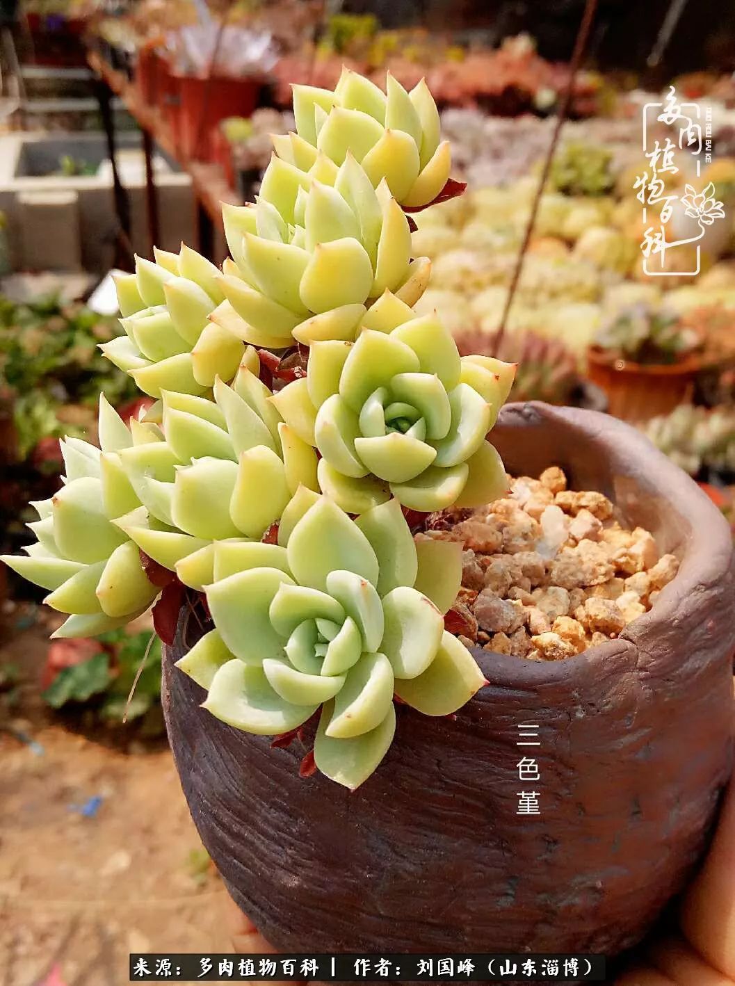 高温天气怎么养护多肉花,新手夏天养多肉5个保命秘籍