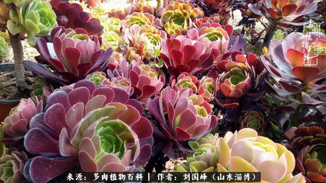 高温天气怎么养护多肉花,新手夏天养多肉5个保命秘籍