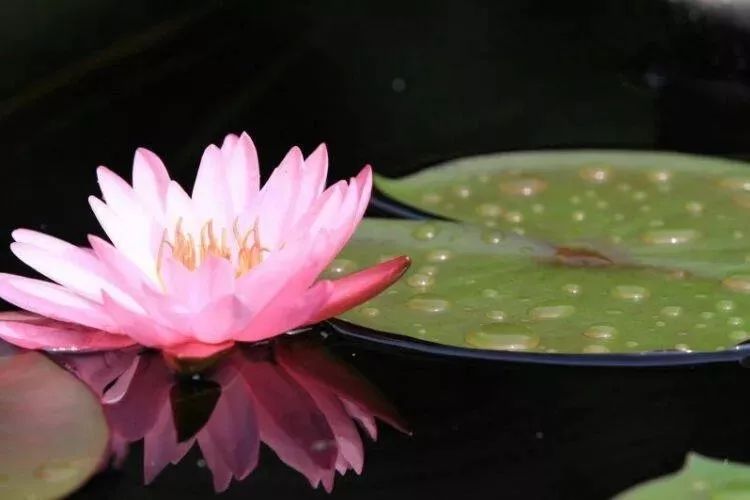 上海赏荷花最好的地方,上海秋冬拍荷花最佳地点