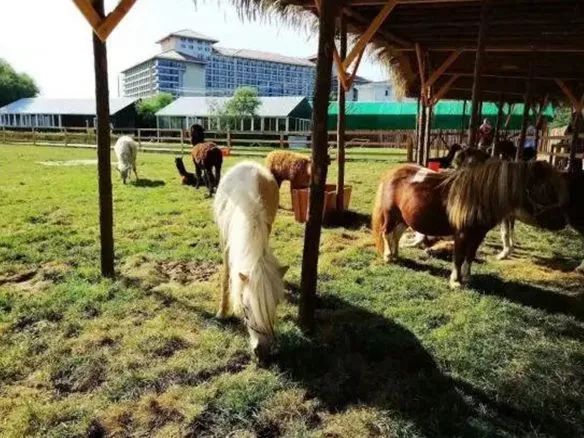 海洋夏令营,2017北戴河夏令营