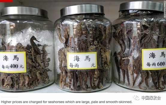 CNN撰文称因壮阳功效而被用于中药材，海马的数量正在减少|绿会关注