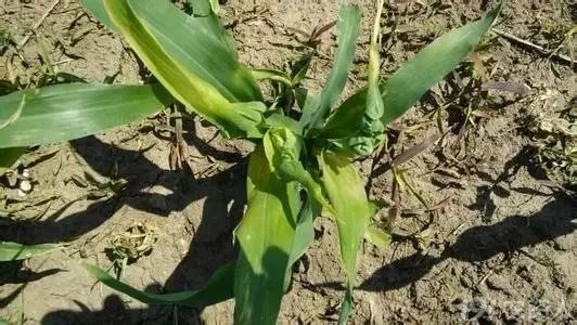 玉米错喷了草甘膦还能补救吗,玉米喷错药了怎么补救