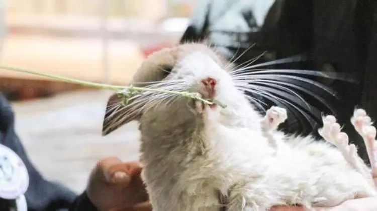 普通门票疯狂动物城,假期打卡疯狂动物城