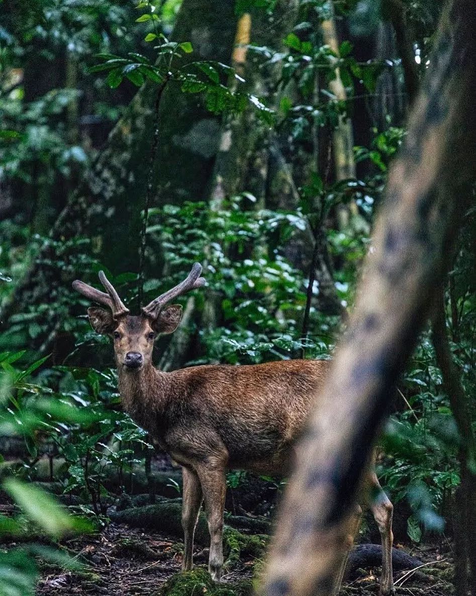 挖到一座免签直飞的超冷门海岛！火山浮潜摸小鹿，好玩秒杀巴厘岛