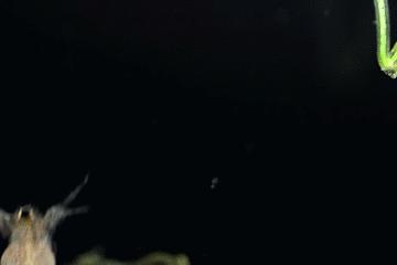 显微镜看到的藻类微生物形态图,藻类浮游生物