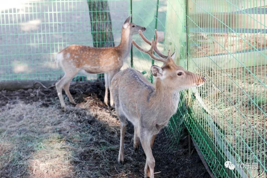 住帐篷一起看星星,住蒙古包看星星的地方
