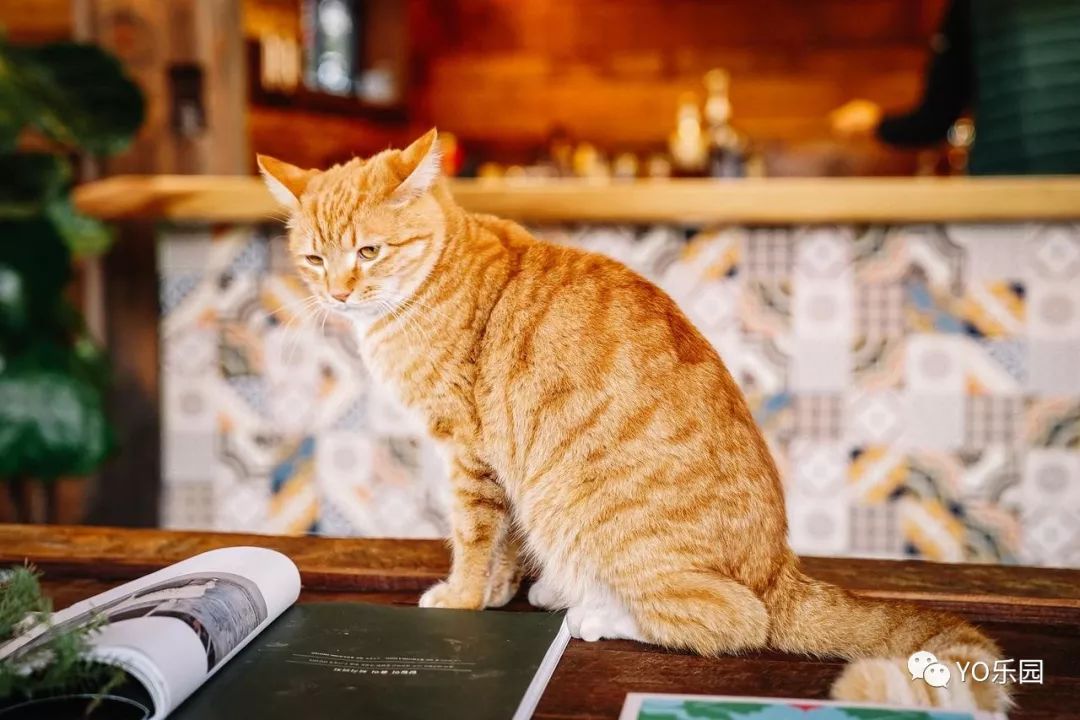 住帐篷一起看星星,住蒙古包看星星的地方