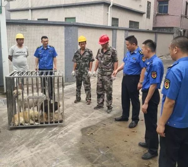 深圳严查养狗合法吗,深圳市龙岗区养犬规定