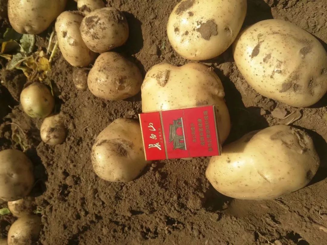 马铃薯重茬没产量？绥中农户做好这点亩产过万斤