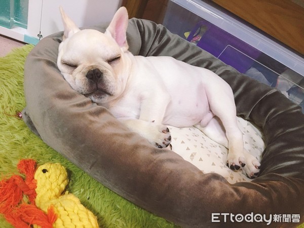 法斗频繁眨眼半眯眼,法斗很皮怎么办