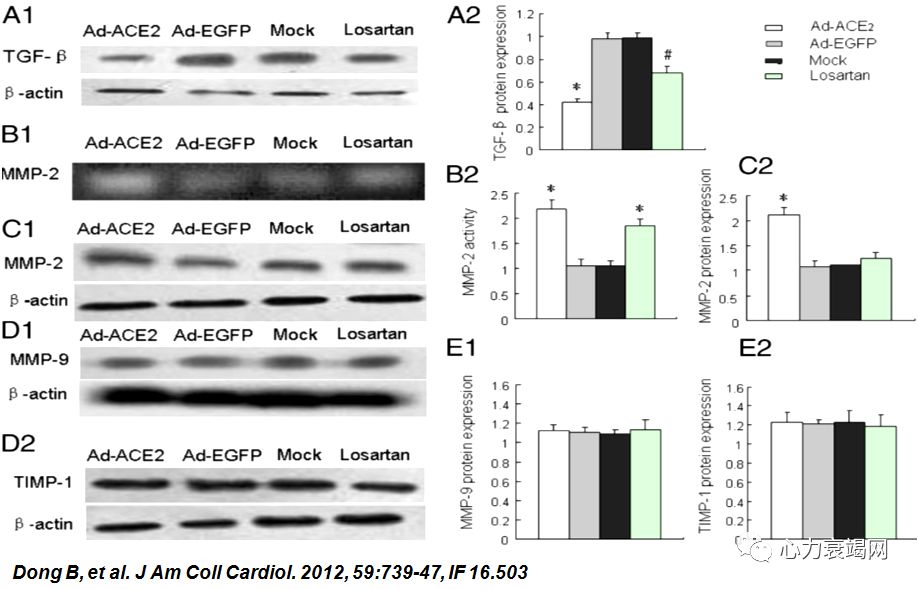 「2019CIHFC」张运教授:ADAM17—糖尿病性心肌病干预的新靶点
