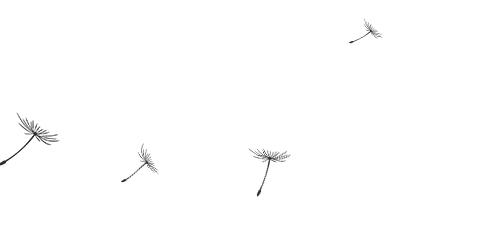 珊瑚裸尾鼠的介绍,珊瑚裸尾鼠为什么会灭亡