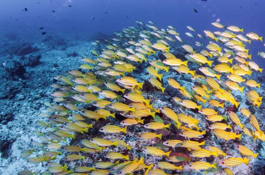 王宝强泰国视频,王宝强泰国片段