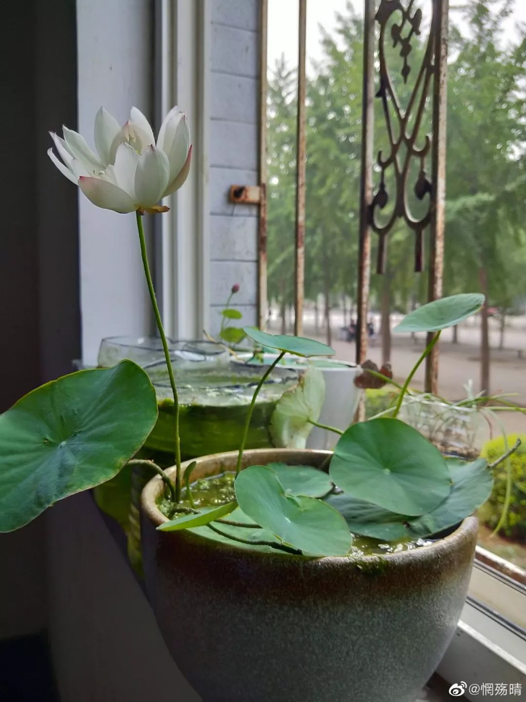 碗莲种植方法全过程记录,家庭种植碗莲的土壤可以反复用吗