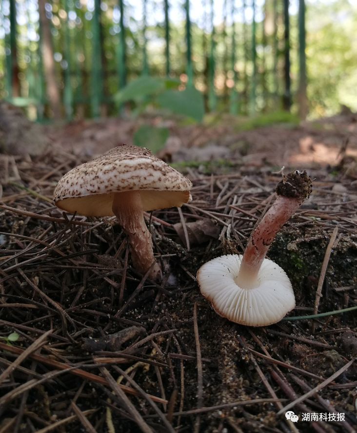 误食毒蘑菇的症状,误食毒蘑菇临床表现