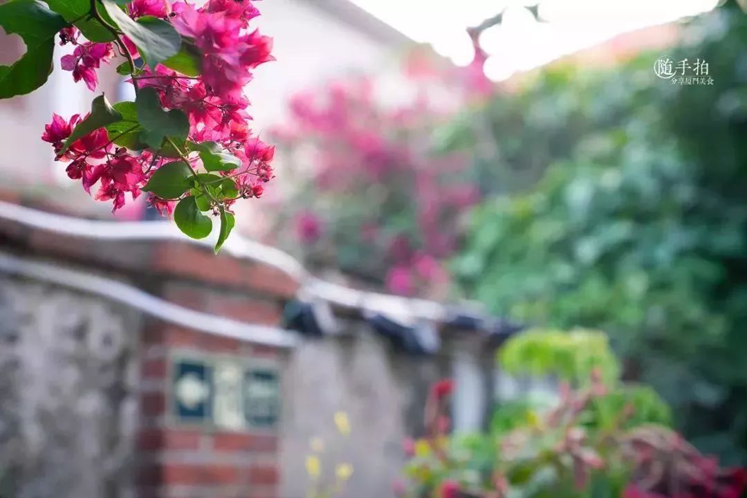鼓浪屿最值得吃的美食,鼓浪屿最好吃的美食最新