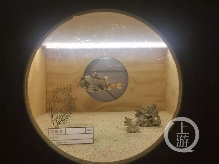 走,去重庆科技馆看免费“仿生展”,还可现场做手工