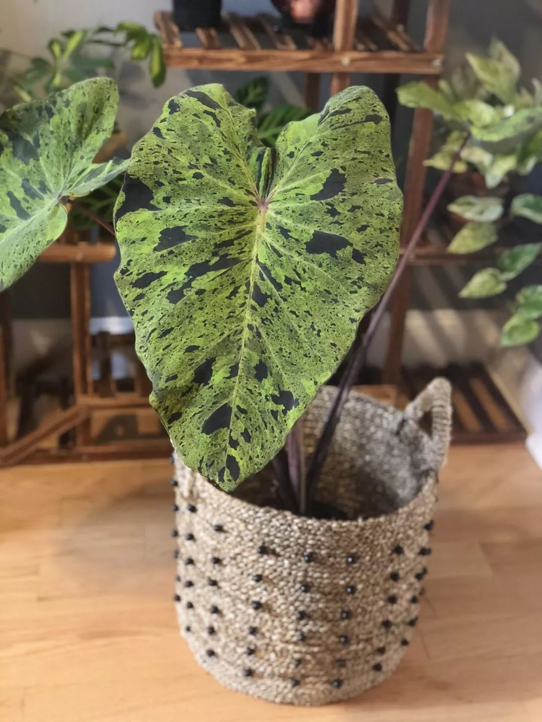 2000块一斤的芋头到底长什么样?绿植达人爱不释手的黑金海芋告诉你答案