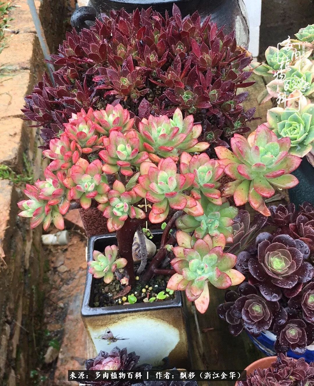 魅力无限的法师诱惑：我的灿烂，由你决定