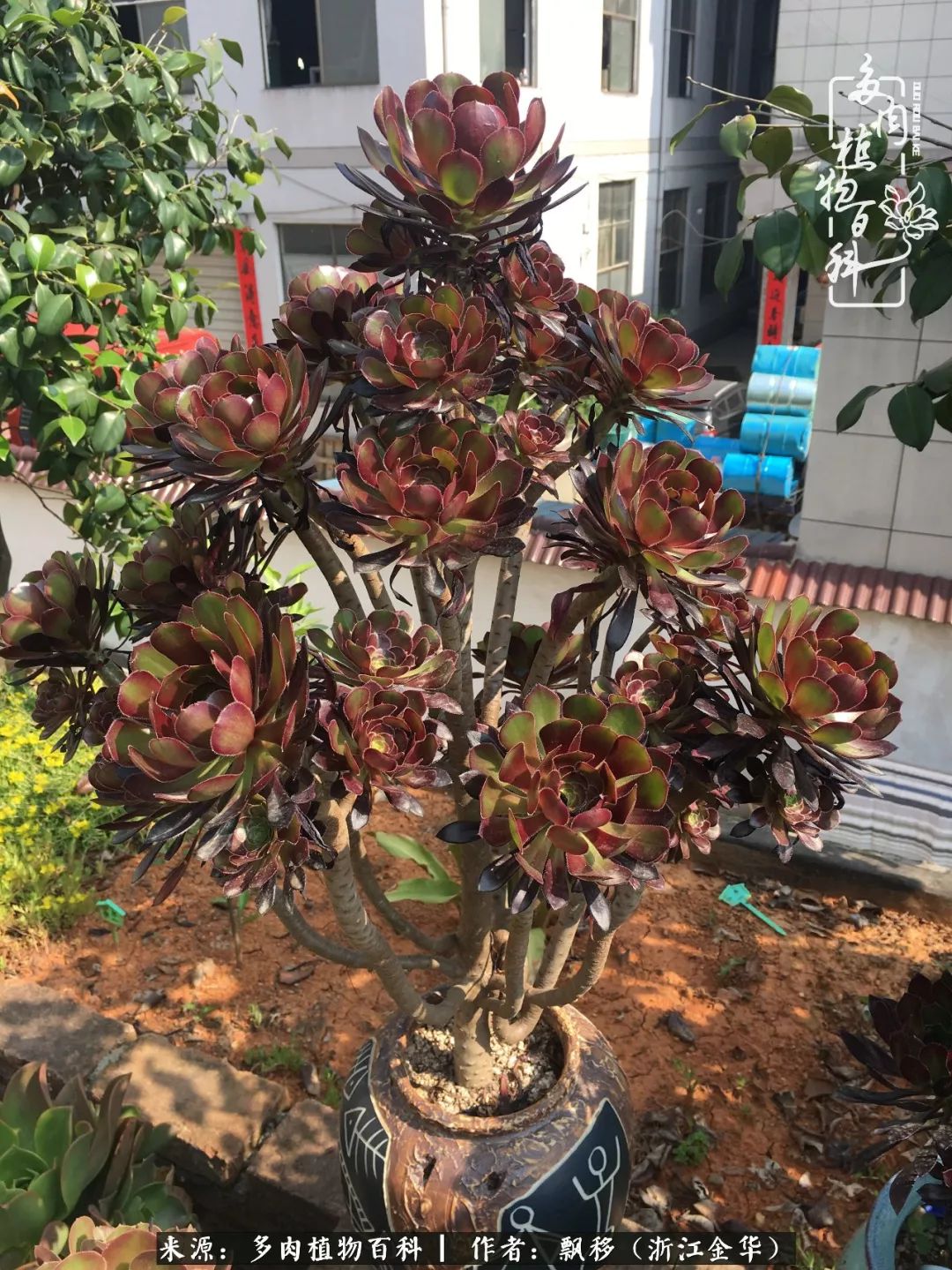 魅力无限的法师诱惑：我的灿烂，由你决定