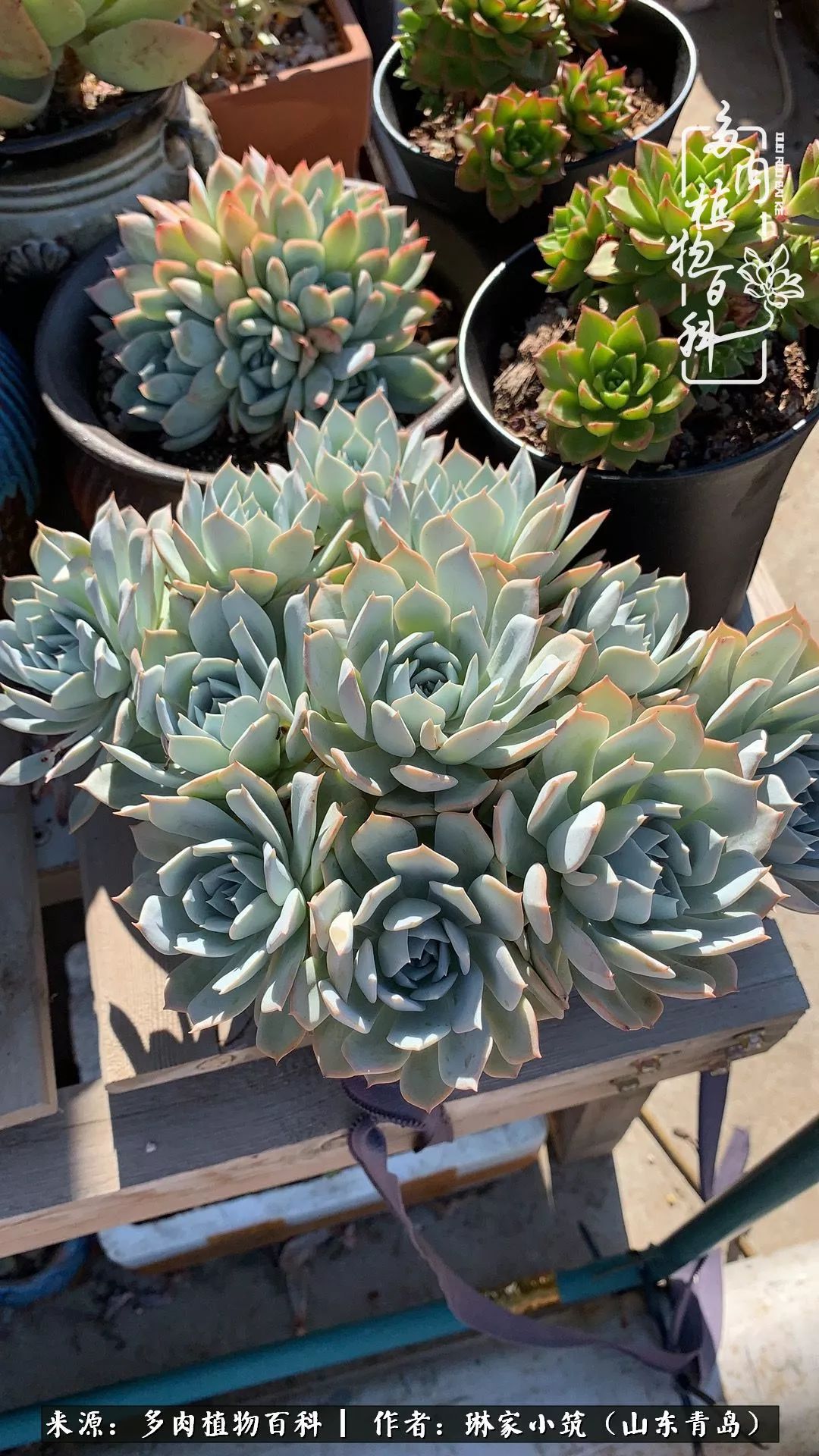 夏天已过一半你们的多肉还好吗,夏天已过半