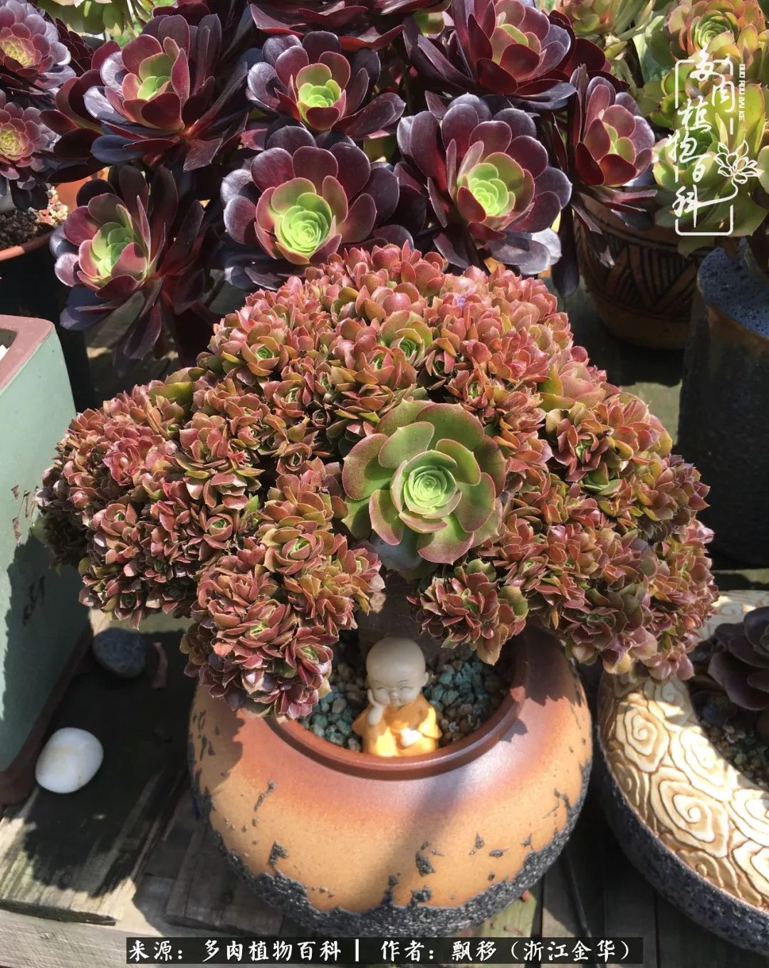 魅力无限的法师诱惑：我的灿烂，由你决定