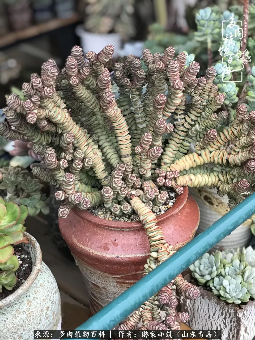 夏天已过一半你们的多肉还好吗,夏天已过半