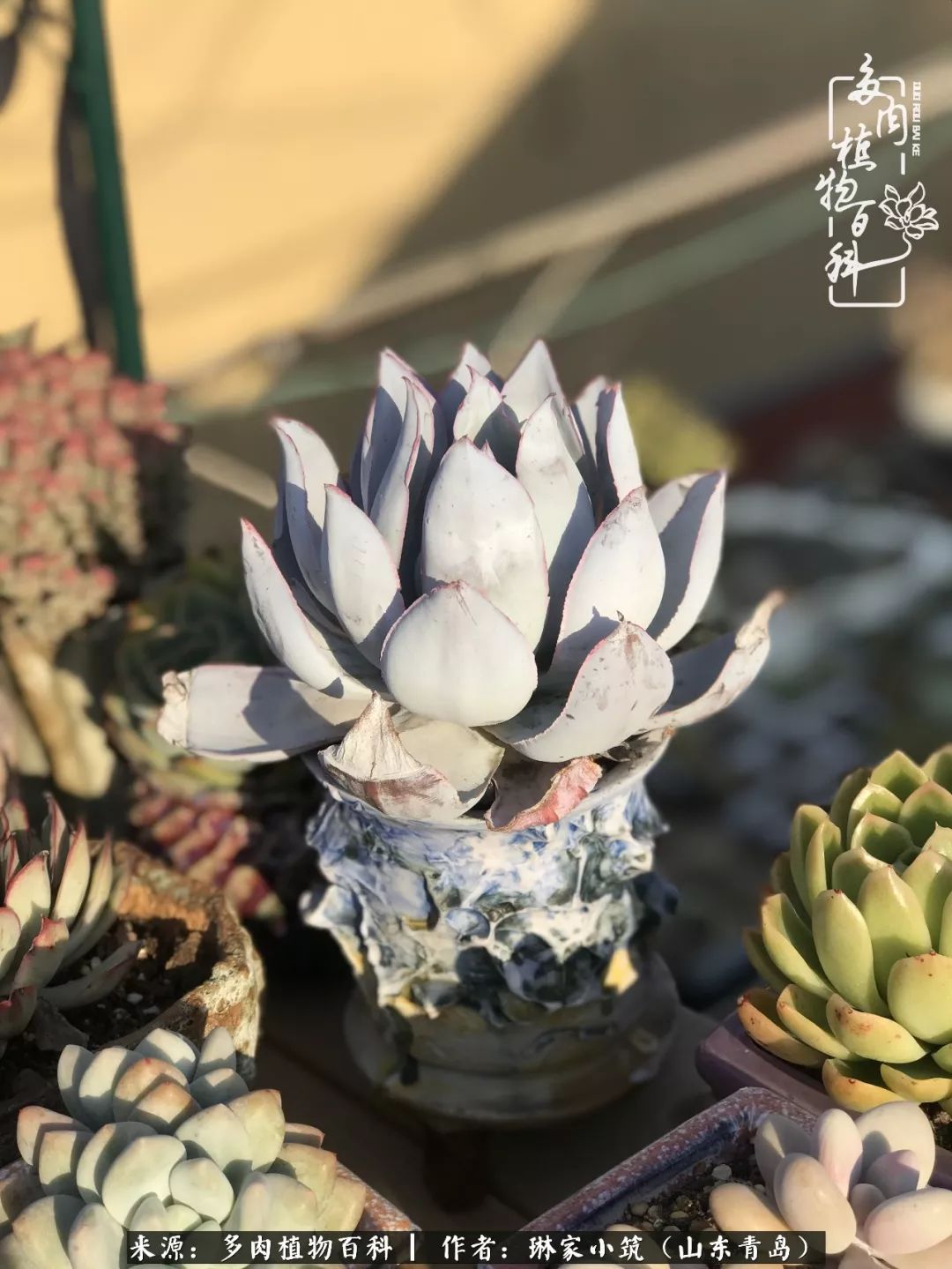 夏天已过一半你们的多肉还好吗,夏天已过半