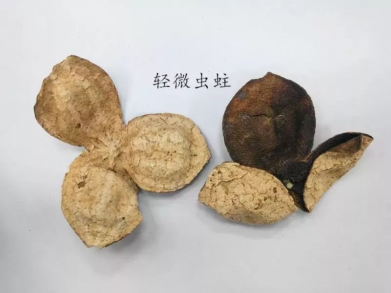 虫蛀的陈皮还能吃吗,陈皮虫蛀了怎么办