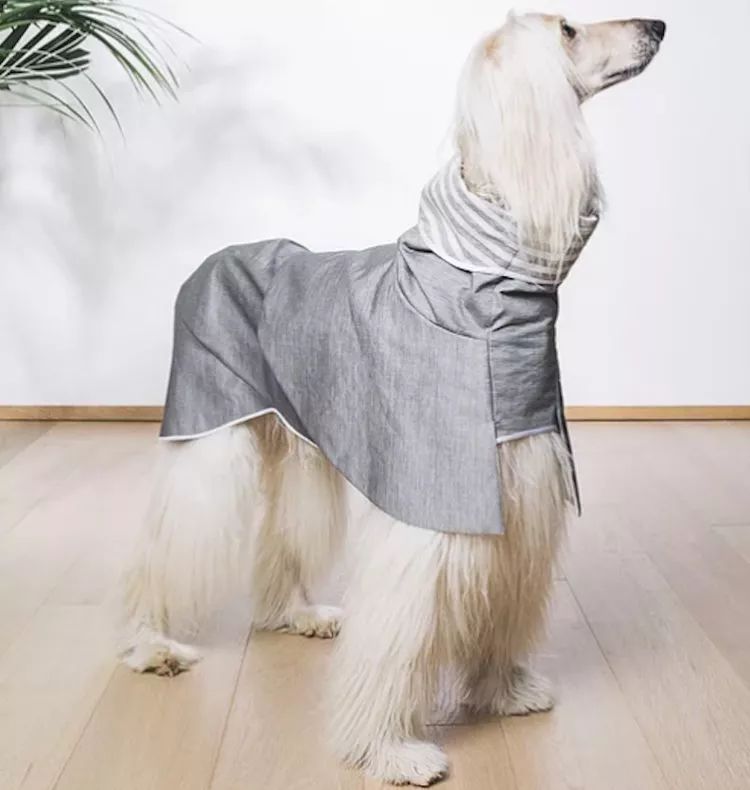 穿西装的宠物狗走路,穿moncler的男生