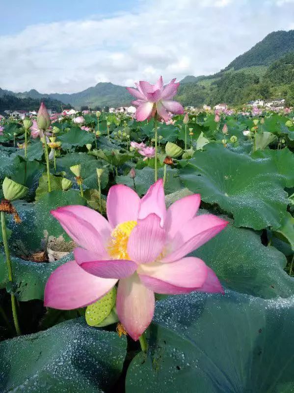 重庆周边武陵山避暑胜地推荐,重庆周边纳凉避暑胜地推荐