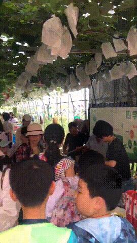 连阿里巴巴都点名！拿奖拿到手软的“葡萄王”来了~入园采摘，尽享千元农家菜