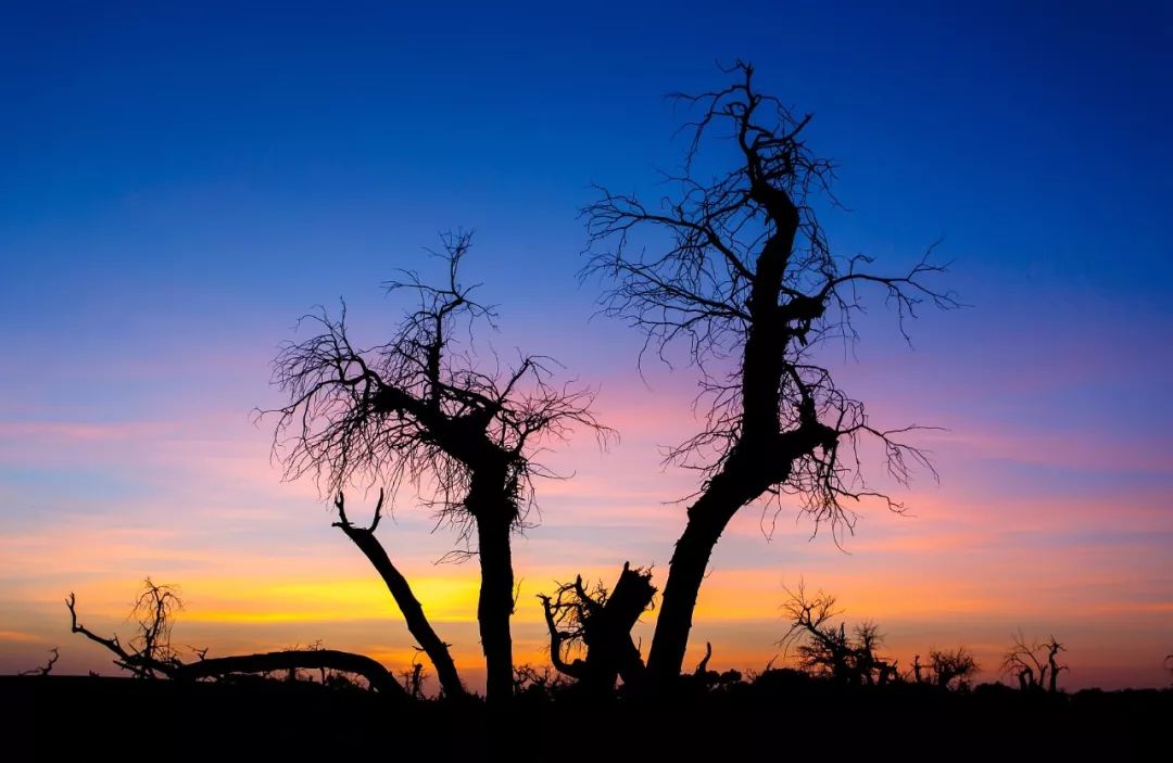 包头去额济纳胡杨林攻略,广州到额济纳胡杨林攻略