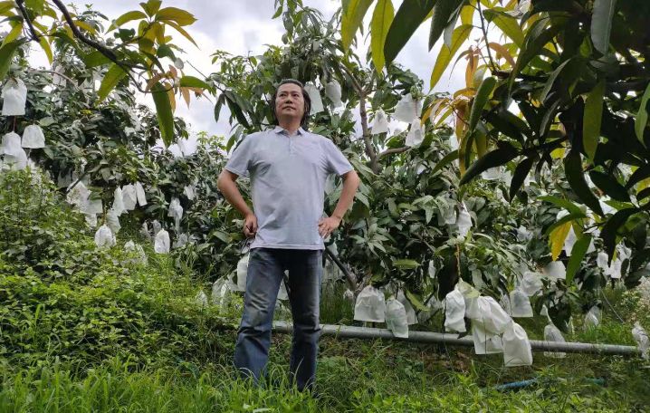 橡树|收拾散落在南高原的阳光——金煌芒果挂枝待售