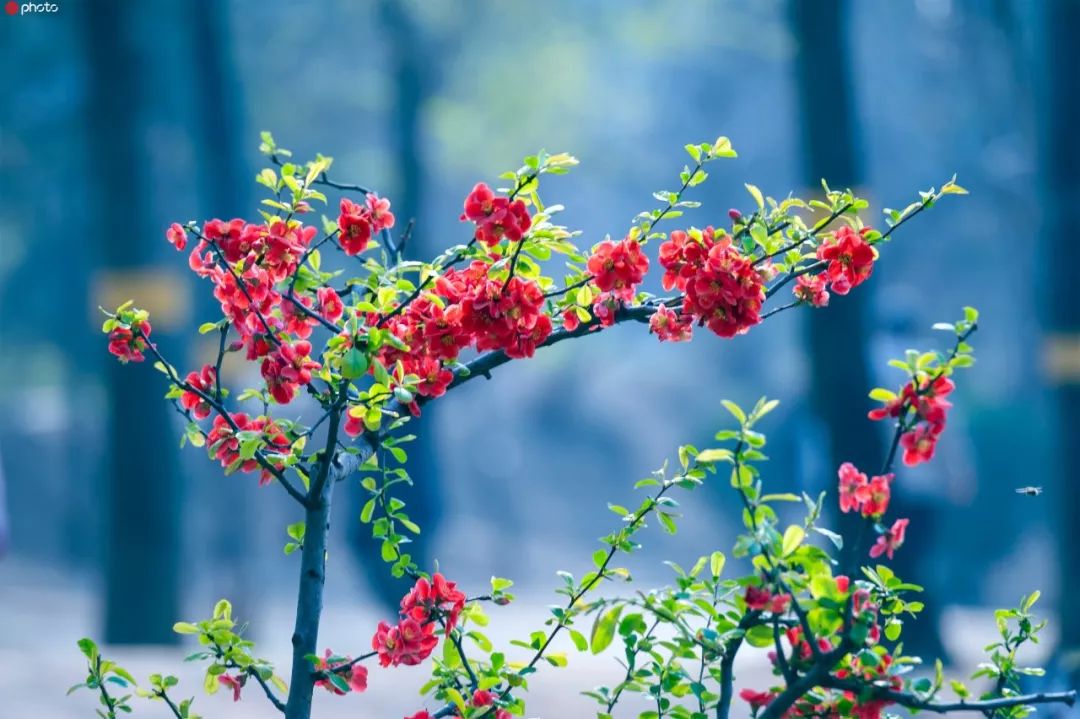 百年之后，并蒂莲开；想你时，有花的味道……