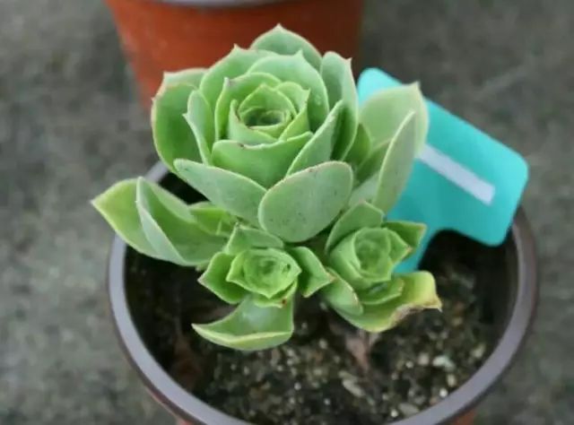 绿羊绒和香腹啥区别,绿羊绒是什么样的