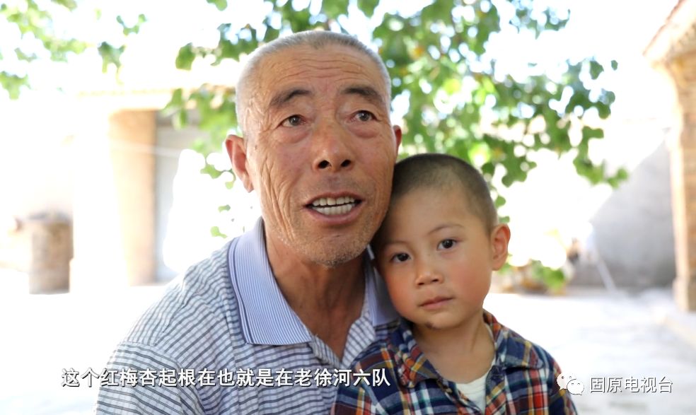 红梅杏的产地在哪里,红梅杏名字的由来