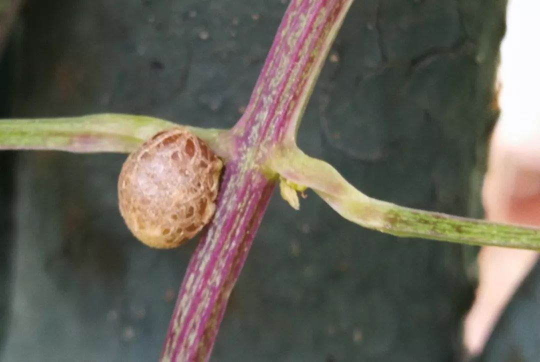 山药和山药豆的效果一样吗,吃山药豆有什么好处与坏处