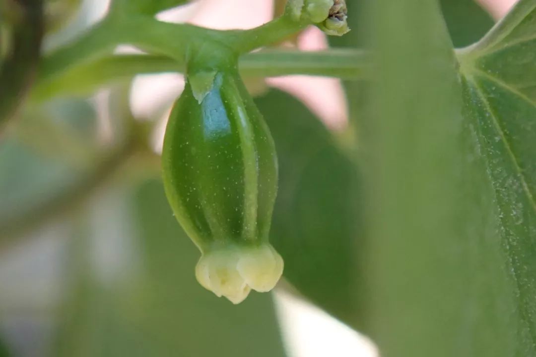 山药和山药豆的效果一样吗,吃山药豆有什么好处与坏处