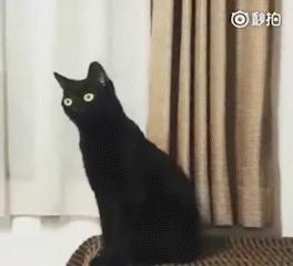 万事屋推荐,万事屋日本风衣