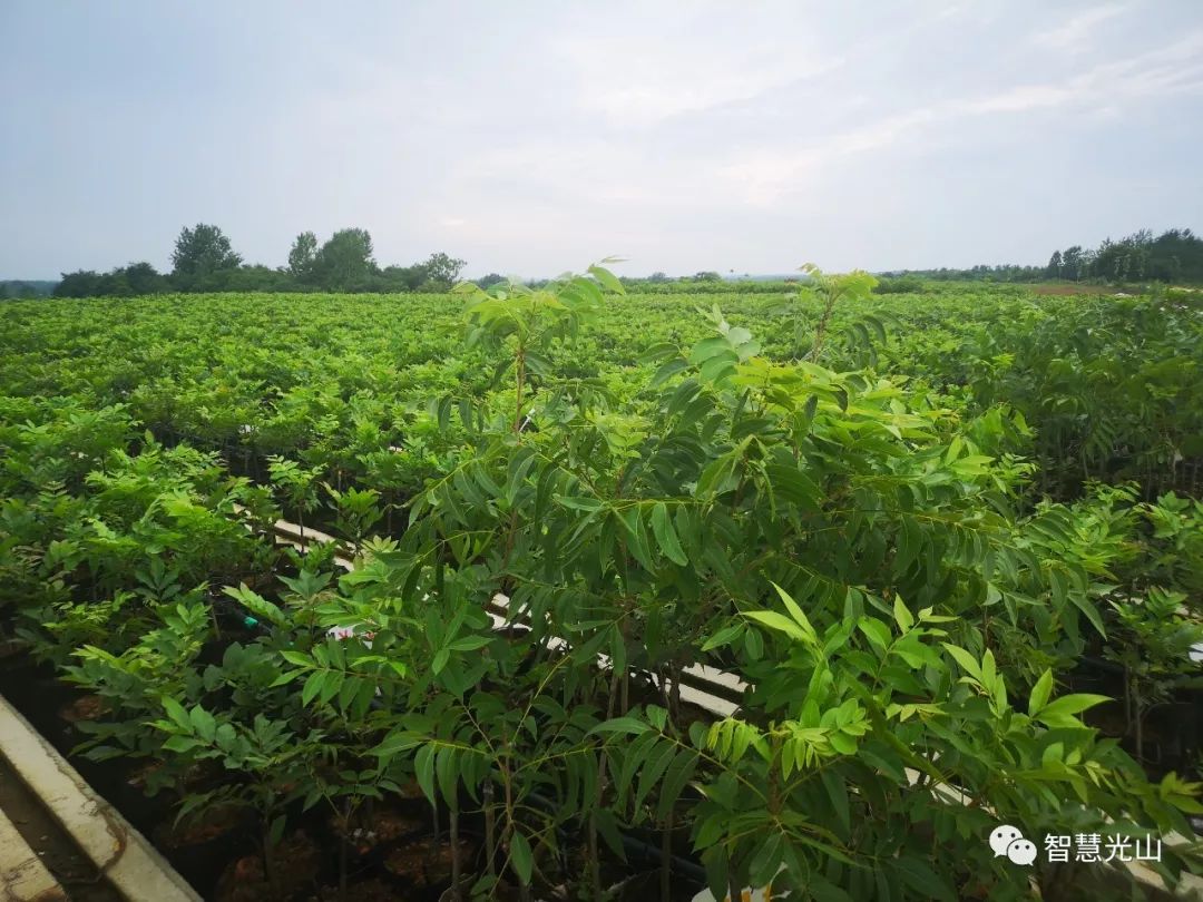 初心如磐担使命——追记马畈镇付寨村支部书记官绪海