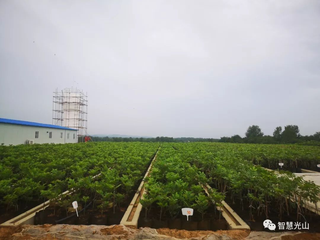 初心如磐担使命——追记马畈镇付寨村支部书记官绪海