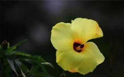 农民种的东西为什么卖得便宜,很珍贵的野果一颗可以卖到几千块